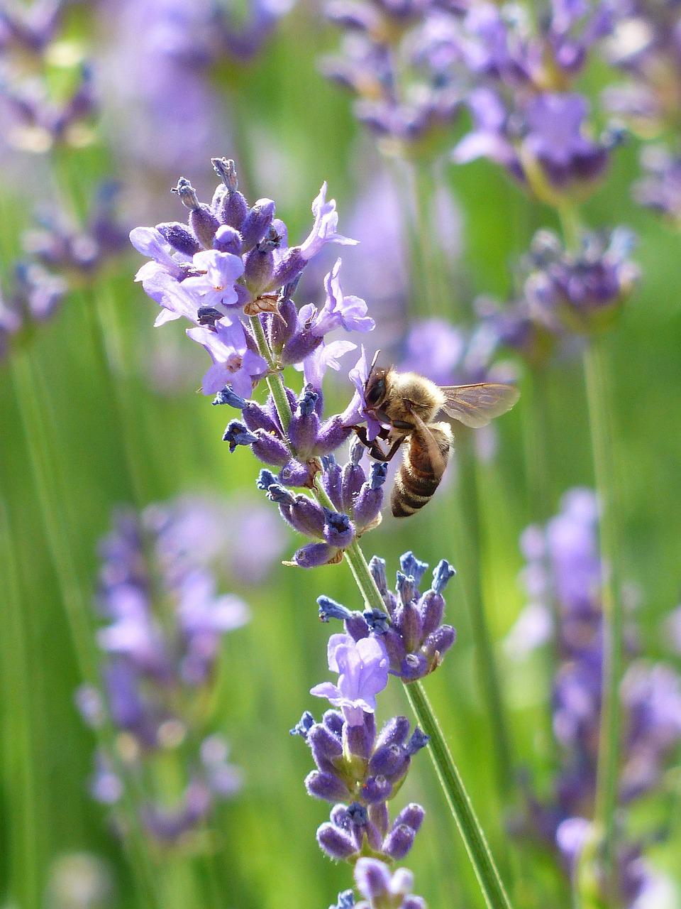 bee, insect, lavender-167789.jpg